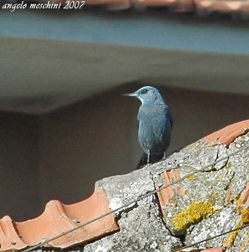 Passero solitario Monticola solitarius